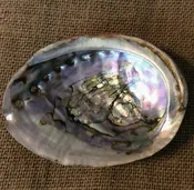 Abalone Smudging Shell