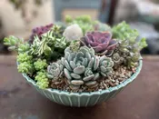 Sea Spray succulent garden — Thistle Floral
