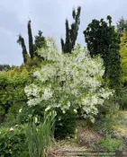 Chionanthus virginicus, Fringe Tree