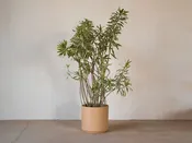 Dracaena Reflexa v. Song of India — Mother Co., Plants