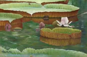 Bloom of the Alexandria