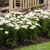 Achillea-Firefly Diamond 1C