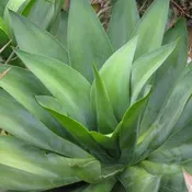 Agave ellemeetiana ‘Satina’