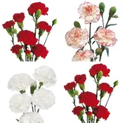Candy Cane Mini Carnation Flowers