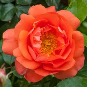 Above All™, Climber — Weeks Roses