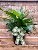 6" PEACE LILY PLANT