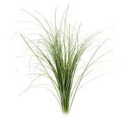 BEAR GRASS BU.