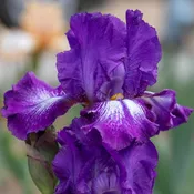 Aubergine A La Mode Bearded Iris