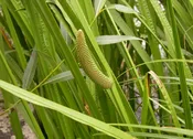 Acorus americanus – American Sweet Flag