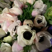 Blush Anemones