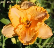 Daylily Oh, Camille!