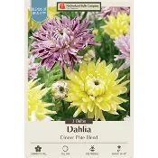 Dinner Plate Dahlia Decorative ‘Dinner Plate Combo’ - 3 Bulbs