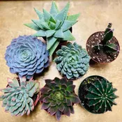Assorted Succulents