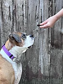PUP Meatballs — Treats De Cuisine