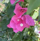 Bougainvillea ‘Barbara Karst’ TRELLIS