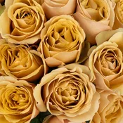 Golden Mustard Garden Rose