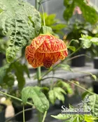 Abutilon ‘Tiger Eye’ Tiger Eye Flowering Maple 6"