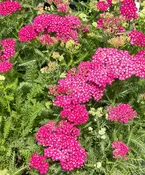 Achillea millefolium 'Saucy Seduction' (Yarrow)