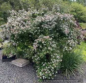 Abelia mosanensis, Fragrant Abelia