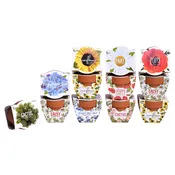 Daydream Mini Terracotta Pots | Assorted (12 Pack)