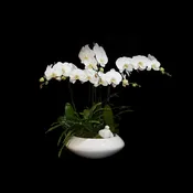 Natural Elegance
