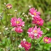 Anemone hupehensis var. japonica 'Prince Henry' ~ Prince Henry Anemone