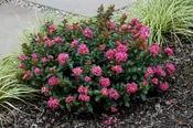 Miniature Pink Pocomoke Crape Myrtle