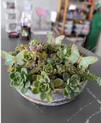 SUCCULENT ARRANGEMENT WITH BUTTERFLIES