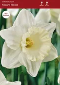 Narcissus Mount Hood