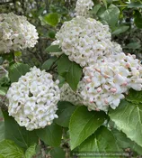Viburnum carlesii, Korean Spice Viburnum