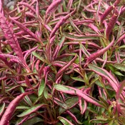 Alternanthera
