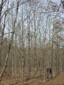 Purdue HTIRC Timber Select White Oak Seedling (Quercus alba)
