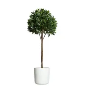 Bay Leaf Topiary UV