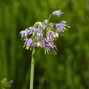 Allium cernuum