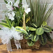 Mixed Green Plant Basket