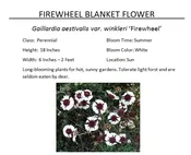 Firewheel Blanket Flower  — The Garden Kingdom