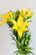 Asiatic Lily — CA Flowers Wholesale