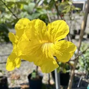 Trumpet Tree Golden 15 Gallon