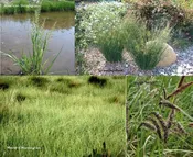 PT 406 Native Mix for Wet Areas