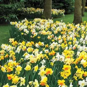 3 Months of Daffodils Mixture