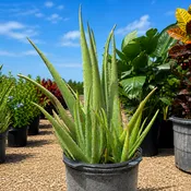 Aloe 7G