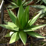 Agave chazaroi