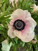 Anemone