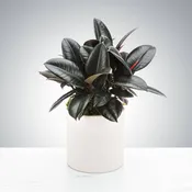 Rubber Plant by BloomNation™