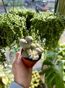 2.5" lithops — the plant gays