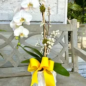 Medium Signature Orchid Arrangement