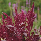 Amaranthus ‘Velvet Curtain’