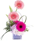 GERBERA BLUSH