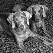 Black and White Weims