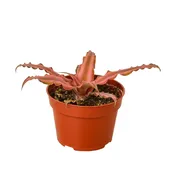 Cryptanthus Pink Star 4-inch — Black Eyed Susan's Flowers & Plants